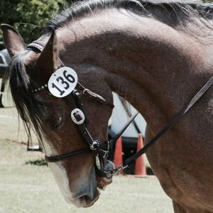 Meet your Posher, Ava